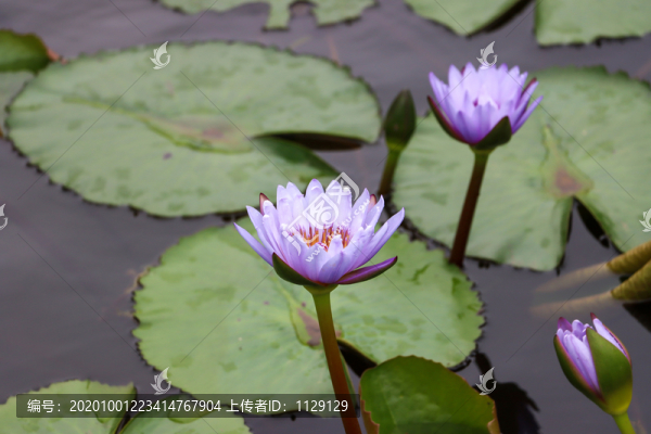 紫蓮花