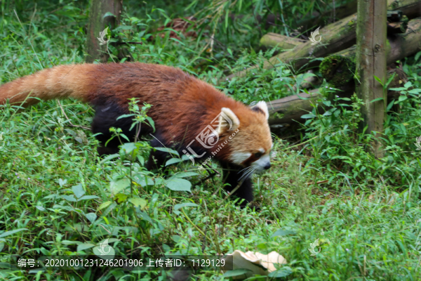 小熊貓