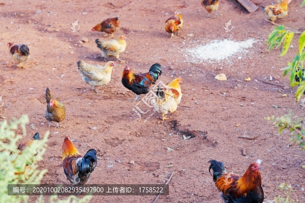 土雞