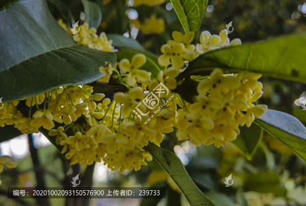 桂花