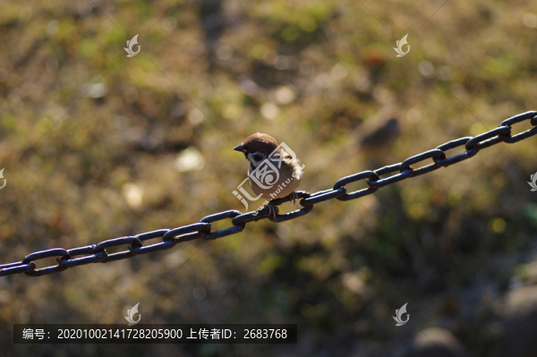 一只麻雀