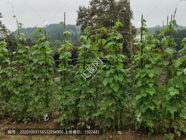 菜園里的四季豆種植