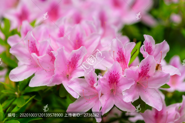 粉色杜鵑花