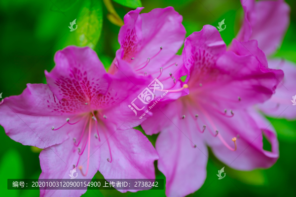 粉色杜鵑花