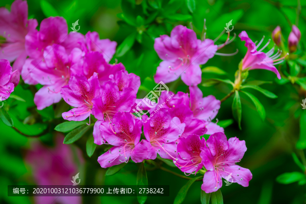 玫紅杜鵑花