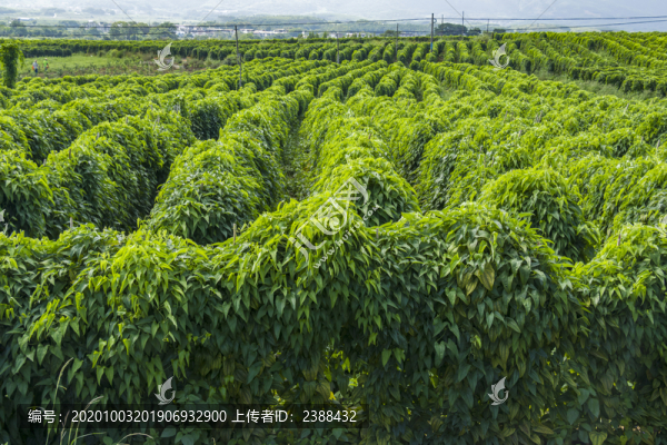 山藥地