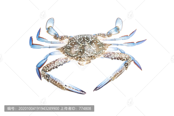 花蟹