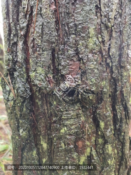樅樹樹皮