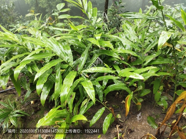 洋合種植