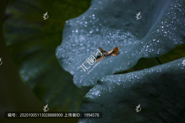蓮子