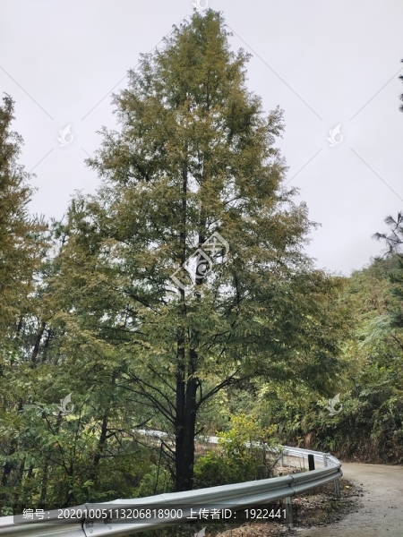 水杉