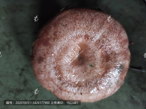 烏樅菌頂視圖