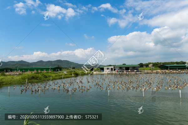 鵝養(yǎng)殖場(chǎng)