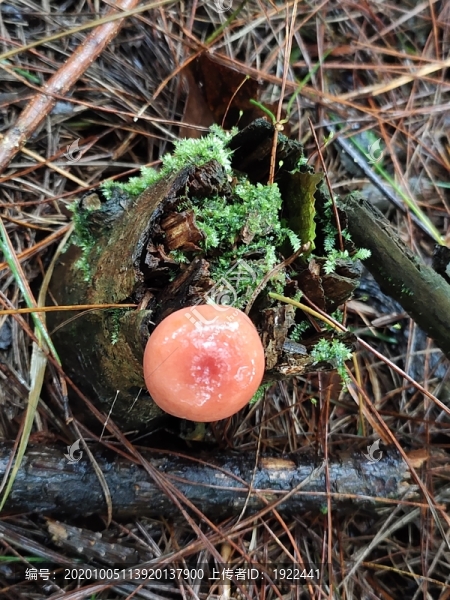 菌菇