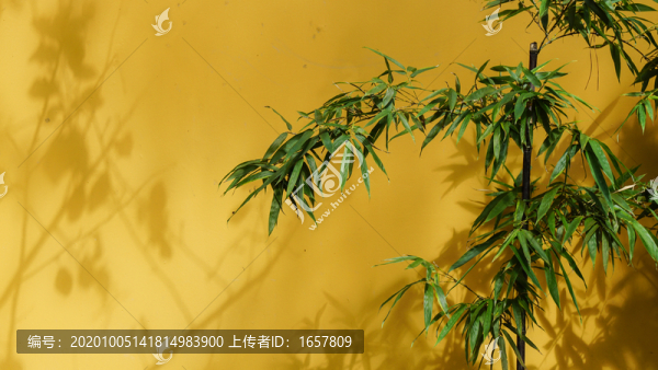 光影竹子墻面