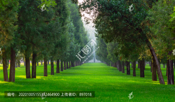 綠色樹林