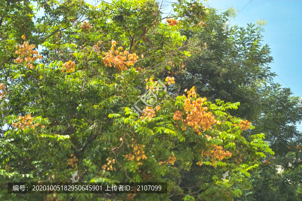 槐樹(shù)