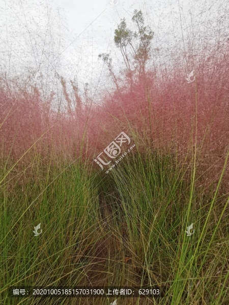 畫(huà)眉草