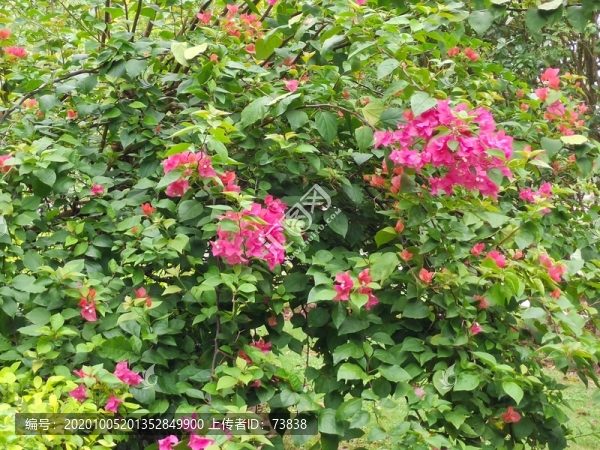 花