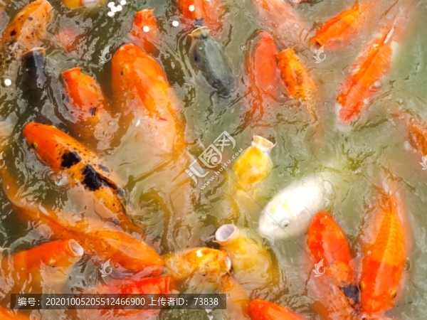 鯉魚