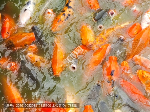 鯉魚(yú)