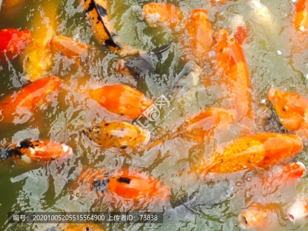 鯉魚