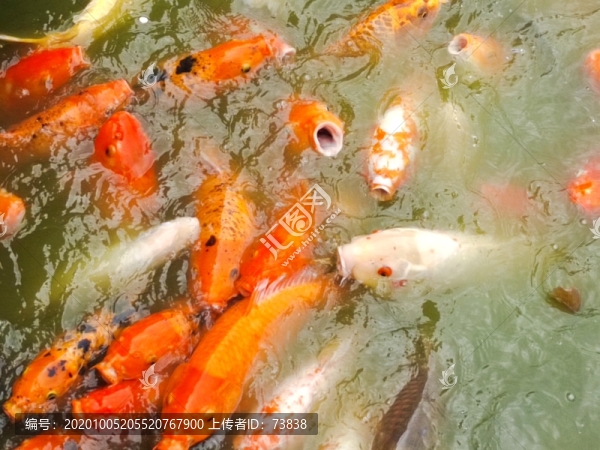 鯉魚