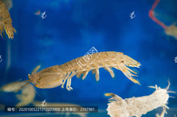 新鮮海鮮