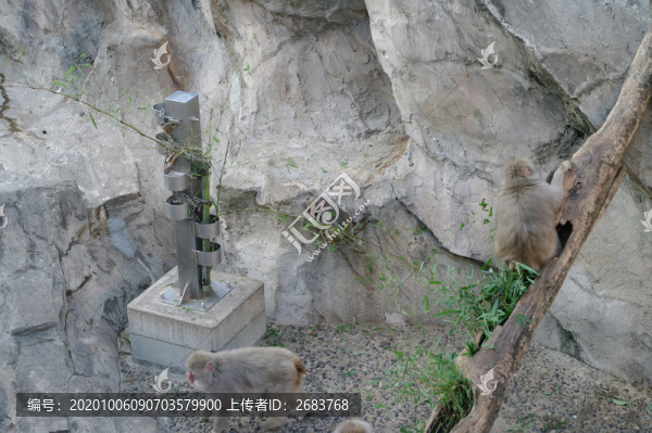 猴山