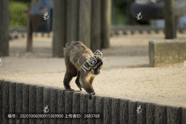 猴子