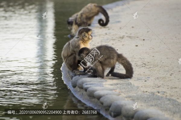 岸邊的猴子