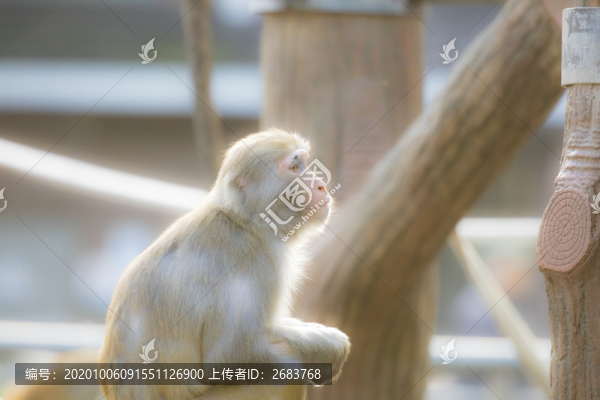 小猴子