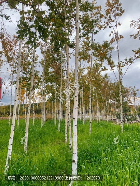 白樺樹