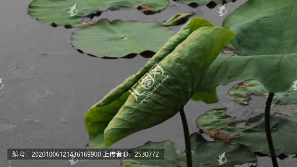 蓮