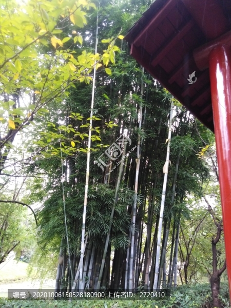 竹
