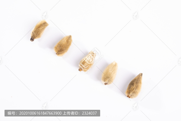 干毛桃高清素材拍攝