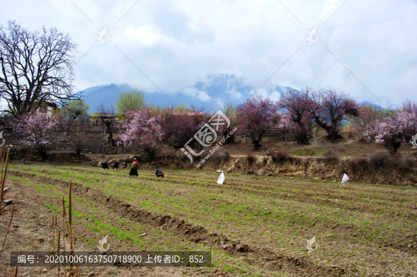 西藏林芝