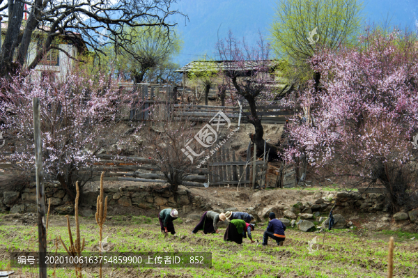 西藏林芝