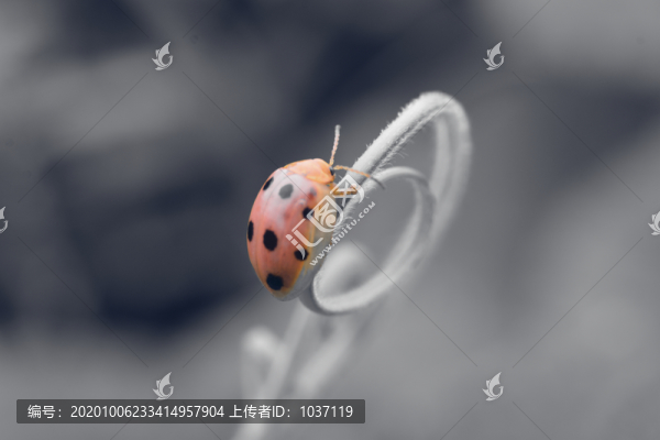 七星瓢蟲微距