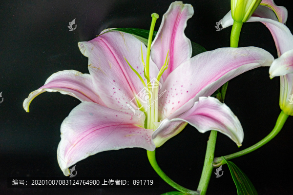 百合