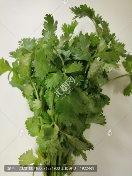 香菜葉特寫