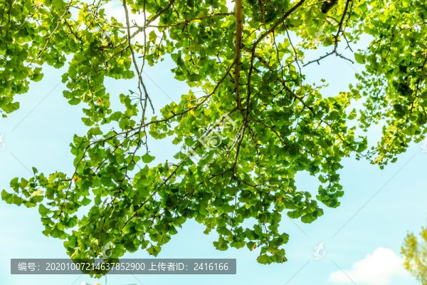 仰望清新樹枝