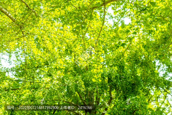 仰望清新樹枝