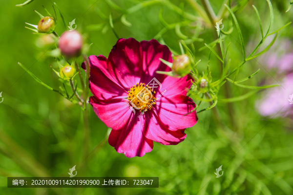 壩上草原格?；? title=