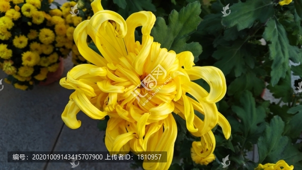菊花