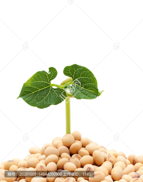 黃豆苗