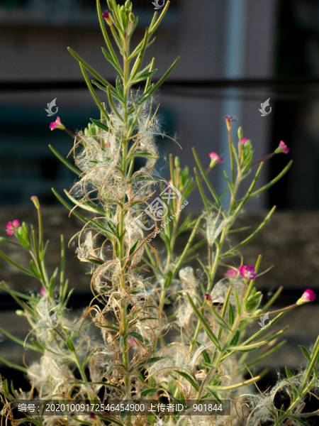 柳葉菜科植物小花柳葉菜