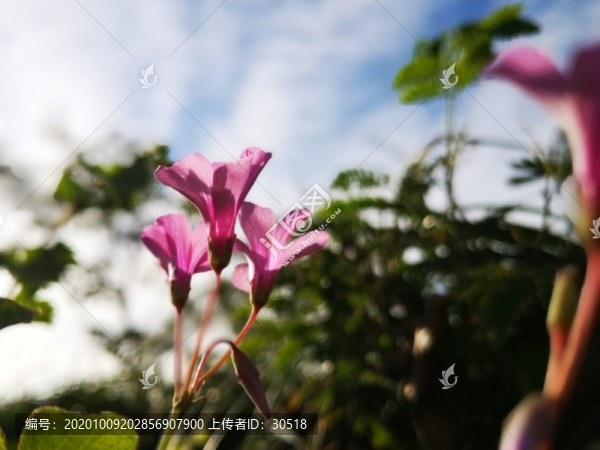 路邊的野花