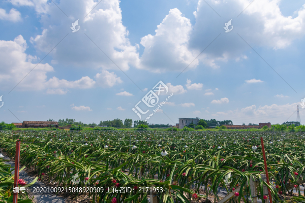火龍果園