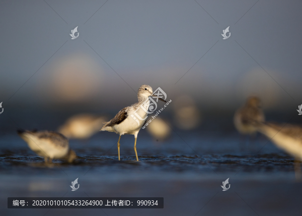 灘涂上的候鳥